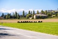 Round bales of hay freshly harvested in a field on south france a sunny blue sky Royalty Free Stock Photo