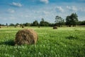 Round bales of hay on a green meadow with white flowers and forest, clouds on sky Royalty Free Stock Photo