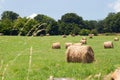 Round bales of hay harvested in a field.