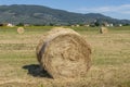 Round bales of hay in the Tuscan countryside near Pisa, Italy, with the yellow sunflowers in the background Royalty Free Stock Photo