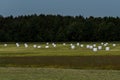 Round bales on a meadow Royalty Free Stock Photo