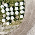 Round bales with silage as animal feed, wrapped in foil, vertical aerial view from above