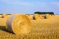 Round bales of straw scattered about in a field of wheat at sunset