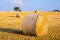 Round bales of straw scattered about in a field of wheat at sunset