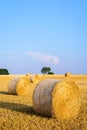 Round bales of straw scattered about in a field of wheat at sunset