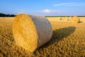 Round bales of straw scattered about in a field of wheat at sunset