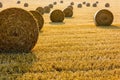 Round bales of straw scattered about in a field of wheat at sunset