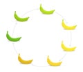 Round banana ripeness stages chart. Circular colour gradation set plant. Ripening plantains. From green to yellow and brown.