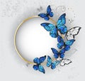 Round banner with blue butterflies morpho Royalty Free Stock Photo