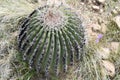 Round Barrel Cactus in the Arizona Desert