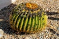 Round barrel cactus with bulging spikes and green and yellow texture with visible flower atop desert plant in sun