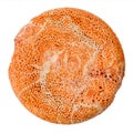 round bead from sponge orange coral isolated Royalty Free Stock Photo