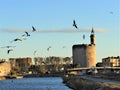 Round of birds in Aigues Mortes