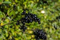 Round, black berries glistening in an autumn hedgerow