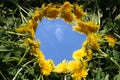 Round blue sky with white clouds with yellow dandelion flowers frame on green grass background. Copy space, horizontal Royalty Free Stock Photo