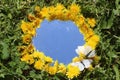 Round blue sky with white clouds with yellow dandelion flowers frame and white hawthorn butterflies on grass background Royalty Free Stock Photo