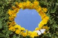 Round blue sky with white clouds with yellow dandelion flowers frame and white hawthorn butterfly on grass background Royalty Free Stock Photo