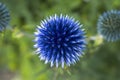 Round blue thistle in the garden