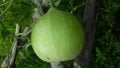 Round bottle gourd or lauki vegetable