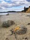 Round boulders and kelp sea weed at the Moeraki beach in South Island of New Zealand
