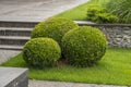 Round boxwood bushes three pieces