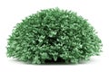 Round boxwood plant on white