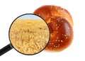 Round bun and wheat field is origin for production shown in a magnifying glass. Bakery food production and agriculture