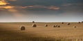 Round Bundles Of Dry Grass In The Field,bales Of Hay