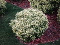 A round bush of derren white short growing among mounds of red decorative slivers and green neatly planted grass