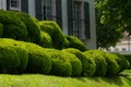 round bushes of boxwood in the form of a living hedge