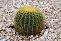Round cactus on a bed with stones