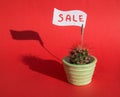Round cactus with big red thorns in green pot and the inscription SALE on red background Royalty Free Stock Photo