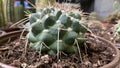 Round cactus with big thorns Royalty Free Stock Photo