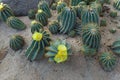 Round Cactus blooms colorful yellow flowers .