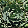 Round cactus closeup , agave cactus macro