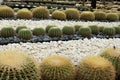 Round cactus garden Royalty Free Stock Photo