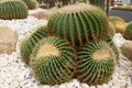 Round cactus garden Royalty Free Stock Photo