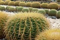Round cactus garden Royalty Free Stock Photo