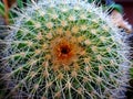 Round cactus head