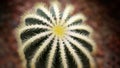 spherical cactus in a tropical botanical garden in Bangkok, Thailand, macro photography. 