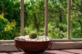 round cactus with small earthen tubs to decorate the house at windows decorated with white marble stones Royalty Free Stock Photo