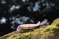 A round carved slab of wood lies on the stones with moss in the forest stand, podium with delicate lilac flowers.