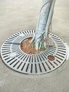 Round cast iron tree grate for rainwater drainage