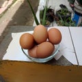 fresh round chicken eggs in a bowl