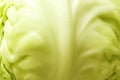 Round Chinese cabbage - close up