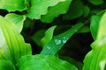 Clear dewdrops on a green leaf after the rain