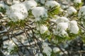 Round clumps of snow on pine tree branches