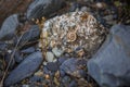 Round colored stones pebbles, snail on the stone. Royalty Free Stock Photo