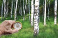 Round compass against background of birches