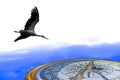 Round compass and bird on white background